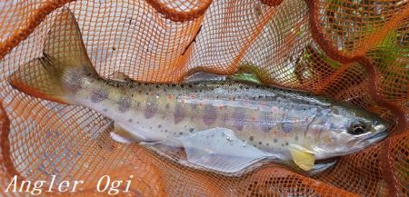 雨後の増水でビッグサイズ登場!